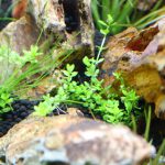 植栽から4日目　パールグラス